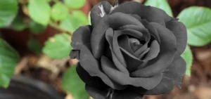 Apa Arti Mawar Hitam: Makna, Simbolisme, dan Interpretasi Lengkap