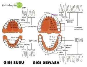 Apa Arti Mimpi tentang Kehilangan Gigi: Makna & Penafsiran Lengkap